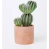 Hot Sale 🔔 Vue Artificial Cactus In Cement Pot 26.5x16x12cm In Green/Terracotta 🎁