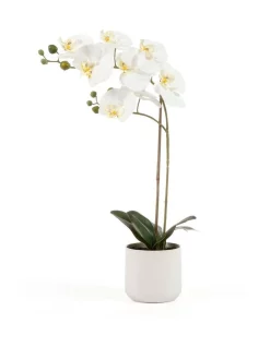 Flash Sale π― Cooper & Co Orchid Potted Artificial Plant 53cm In White π
