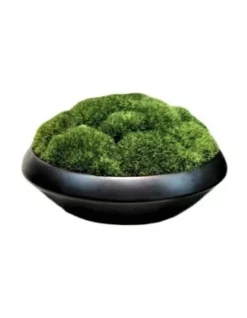 New π Vicky Yao Artificial Moss Bowl Bonsai Arrangement π