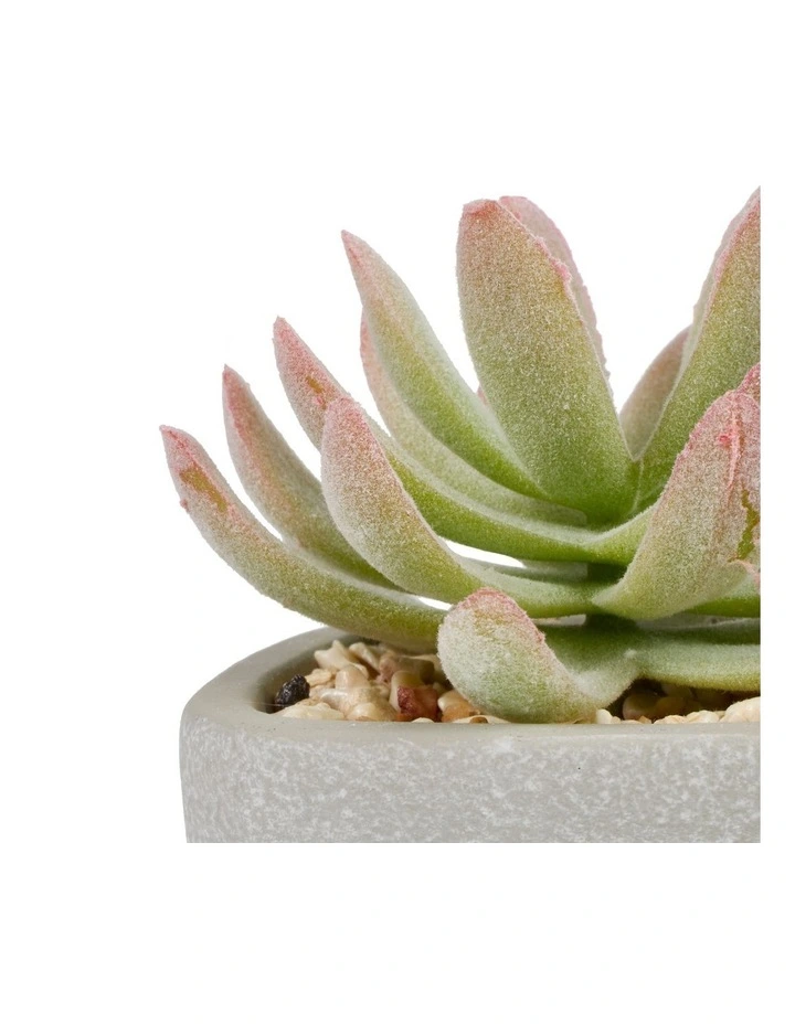 Hot Sale π Cooper & Co Succulents Artificial Plant 16cm Set Of 4 In Multi β€οΈ - Image 5