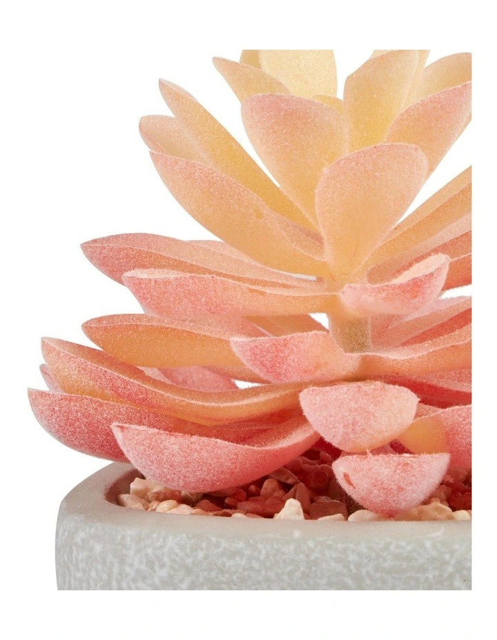 Hot Sale π Cooper & Co Succulents Artificial Plant 16cm Set Of 4 In Multi β€οΈ - Image 6