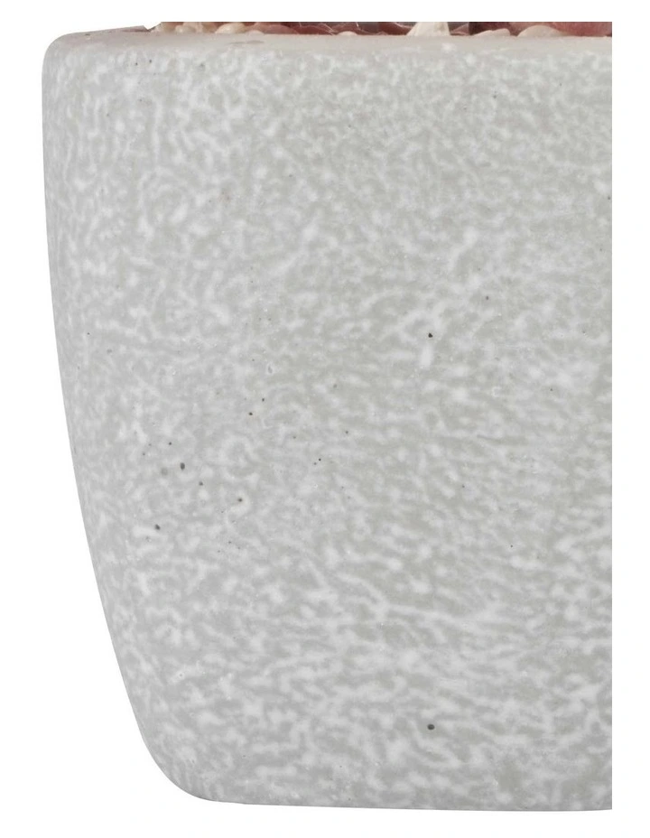 Hot Sale π Cooper & Co Succulents Artificial Plant 16cm Set Of 4 In Multi β€οΈ - Image 7