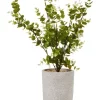 Best Pirce 😍 Cooper & Co Zanzibar Artificial Plant 40cm In Green 😉