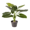 Flash Sale 💯 Cooper & Co Artificial Taro Faux Plant 60cm In Green ✔️