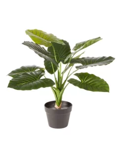 Flash Sale 💯 Cooper & Co Artificial Taro Faux Plant 60cm In Green ✔️