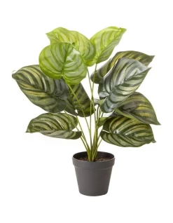 Best Sale ⭐ Cooper & Co Artificial Calathea Orbifolia Plant 45cm In Green ⌛