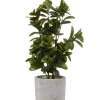 Best deal ???? Cooper & Co Sweet Plum Artificial Plant 40cm In Green ⭐