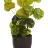 Deals 🌟 Cooper & Co Artificial Money Bag Plant 24cm In Green ⭐