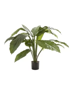 Discount ✔️ Florabelle Spathiphyllum Potted 66cm 🛒