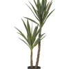 Buy 😍 Rogue Dracaena Tree 🛒