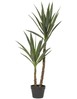 Buy ๐ Rogue Dracaena Tree ๐