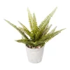 Discount ⭐ Cooper & Co Boston Fern 30cm In Green 😀