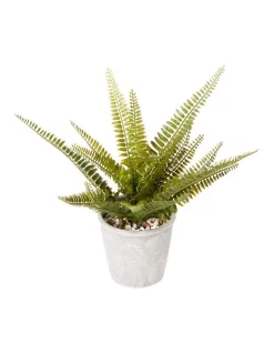 Discount ⭐ Cooper & Co Boston Fern 30cm In Green 😀