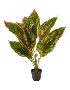 Coupon ❤️ Cooper & Co Faux Dieffenbachia With Colour Leaf 65cm In Green 😉