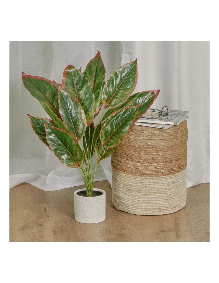 Coupon β€οΈ Cooper & Co Faux Dieffenbachia With Colour Leaf 65cm In Green π - Image 2