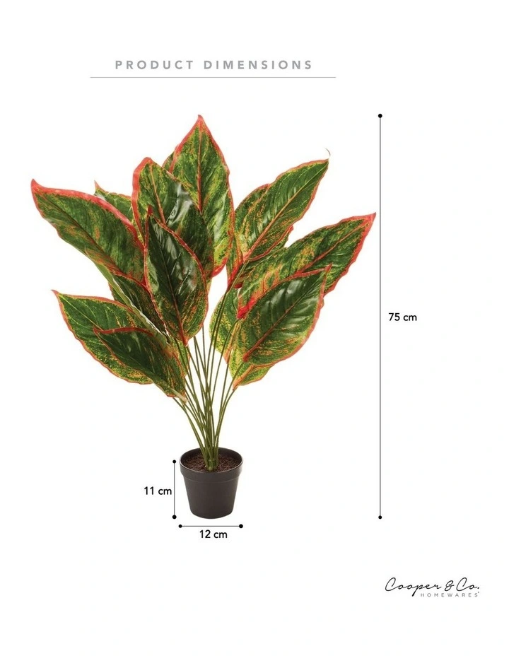 Coupon β€οΈ Cooper & Co Faux Dieffenbachia With Colour Leaf 65cm In Green π - Image 3