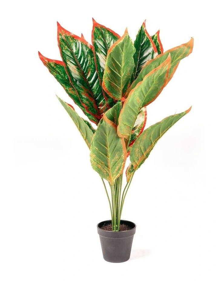 Coupon β€οΈ Cooper & Co Faux Dieffenbachia With Colour Leaf 65cm In Green π - Image 4
