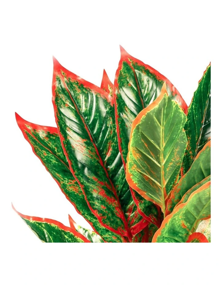 Coupon β€οΈ Cooper & Co Faux Dieffenbachia With Colour Leaf 65cm In Green π - Image 5