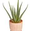 Cheapest ⭐ Cooper & Co Artificial Aloe Vera Plant In Ceramic Pot 40cm In Terracota 🔔