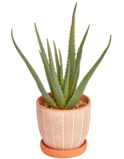 Cheapest ⭐ Cooper & Co Artificial Aloe Vera Plant In Ceramic Pot 40cm In Terracota 🔔