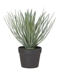 Cheap ⌛ Rogue Spikey Grass-Garden Pot 🛒