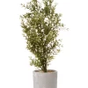 Budget ✔️ Cooper & Co Chinese Perfume Artificial Plant 48cm In Green 🎁