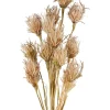 Wholesale 🌟 Florabelle Wheat Flower Stem 75cm In Brown 🤩
