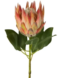 Coupon β€οΈ Florabelle Protea King Stem 74cm In Orange π