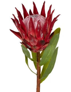 Cheap ❤️ Florabelle Protea King Stem 75cm In Red 👍
