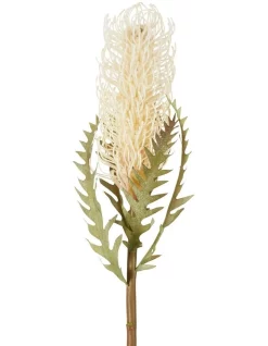 Best Pirce 🎁 Florabelle Dried Look Banksia Stem 75cm In Cream ✨