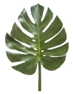 Discount 🧨 Florabelle Split-Leaf Philodendron Monstera 94cm 😉