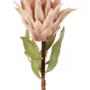 Best Pirce 🤩 Florabelle Dried Look Protea Stem 75cm In Blush 😀