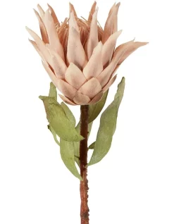 Best Pirce 🤩 Florabelle Dried Look Protea Stem 75cm In Blush 😀