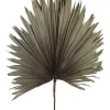 Cheap 👍 Florabelle Preserved Palm Leaf In Grey 🛒