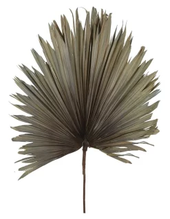 Cheap 👍 Florabelle Preserved Palm Leaf In Grey 🛒