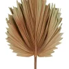 New 🧨 Florabelle Preserved Palm Small Leaf In Brown 🔥
