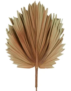 New 🧨 Florabelle Preserved Palm Small Leaf In Brown 🔥