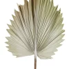 Coupon 🎁 Florabelle Preserved Palm Small Leaf In Cream 👍