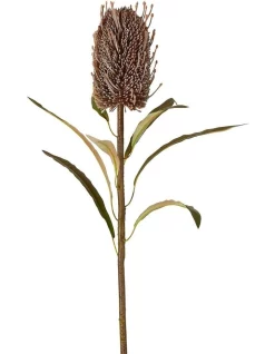 Best deal 💯 Florabelle Dried Look Banksia Stem 56cm In Brown 😀