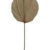 Brand new 🛒 Rogue Dried Cut Fan Palm 73cm Artificial Stem Natural 🔔