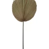 Budget 🌟 Rogue Dried Cut Fan Palm 90cm Artificial Stem Natural 🔔