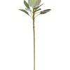 Wholesale ???? Rogue King Protea Stem 24x18x73cm Soft Green ????