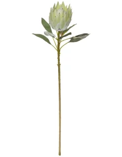 Wholesale 🥰 Rogue King Protea Stem 24x18x73cm Soft Green 🎉