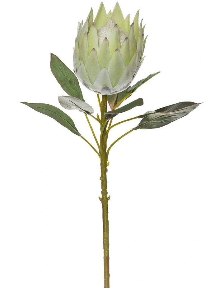 Wholesale π₯° Rogue King Protea Stem 24x18x73cm Soft Green π - Image 2