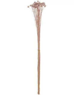 Best reviews of ⭐ Rogue Preserved Button Chrysanthemum 8x8x50cm Dusty Pink ✨