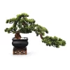Discount 🥰 Vicky Yao Artificial Bonsai In Black Pot With Real Tree Trunk 🧨