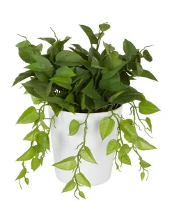 Wholesale 💯 Florabelle Leaves In White Plastic Pot 35cm 😍