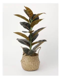 Wholesale 🔔 Vue Rubber Tree Artificial Plant In Woven Basket 58cm In Natural 😍